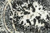 Polished Orbicular Granite Section - Western Australia #317967-1